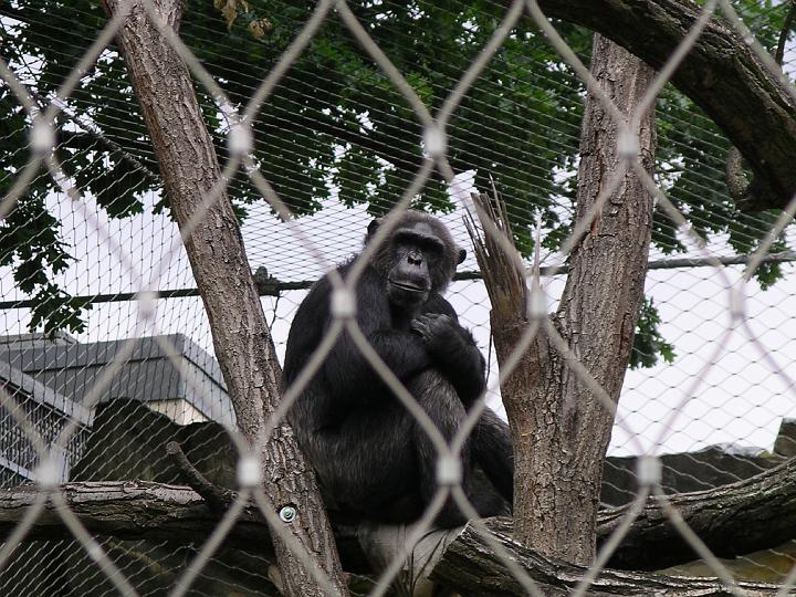 Berlijn 2009 ZOO169.jpg